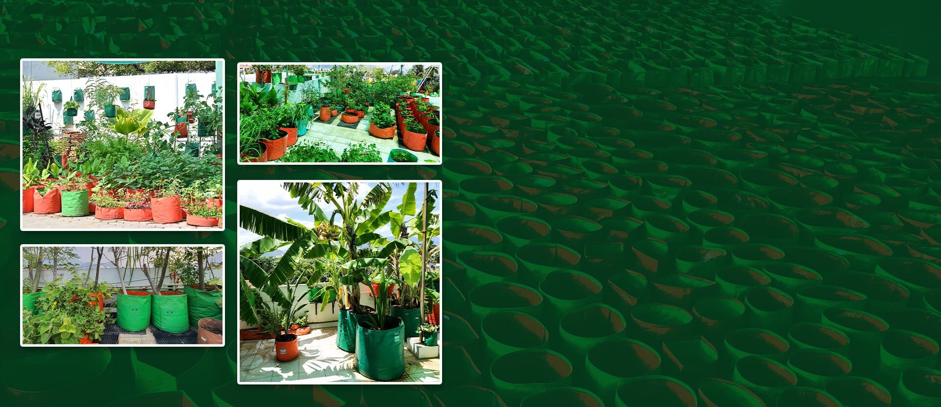 Subhiksha Organics All Greens Grow Bag Price in India - Buy Subhiksha  Organics All Greens Grow Bag online at Flipkart.com